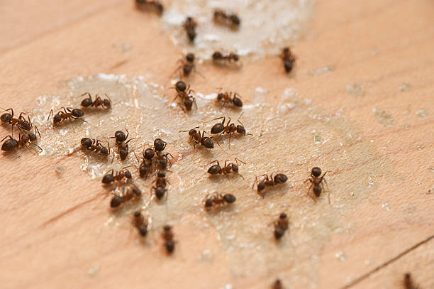 Best Affordable Pest Control Services  in Noblesville, IN